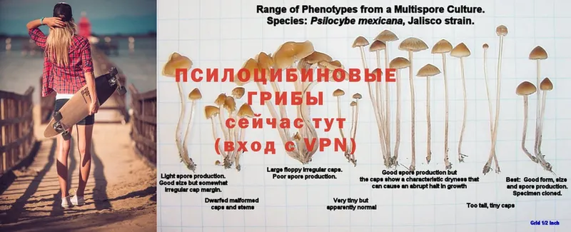 Галлюциногенные грибы Magic Shrooms  наркошоп  Камень-на-Оби 